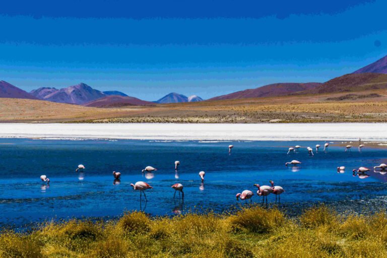 Riesgo Político y Fricción Regulatoria: Escenarios en el Sector Turístico Boliviano